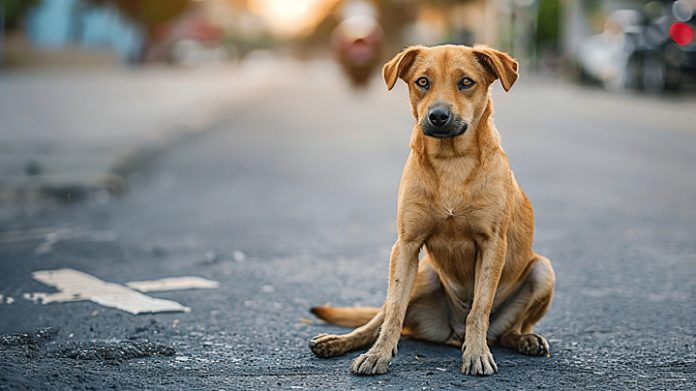 pngtree-stray-dog-on-street-animal-without-owner-image_15879056